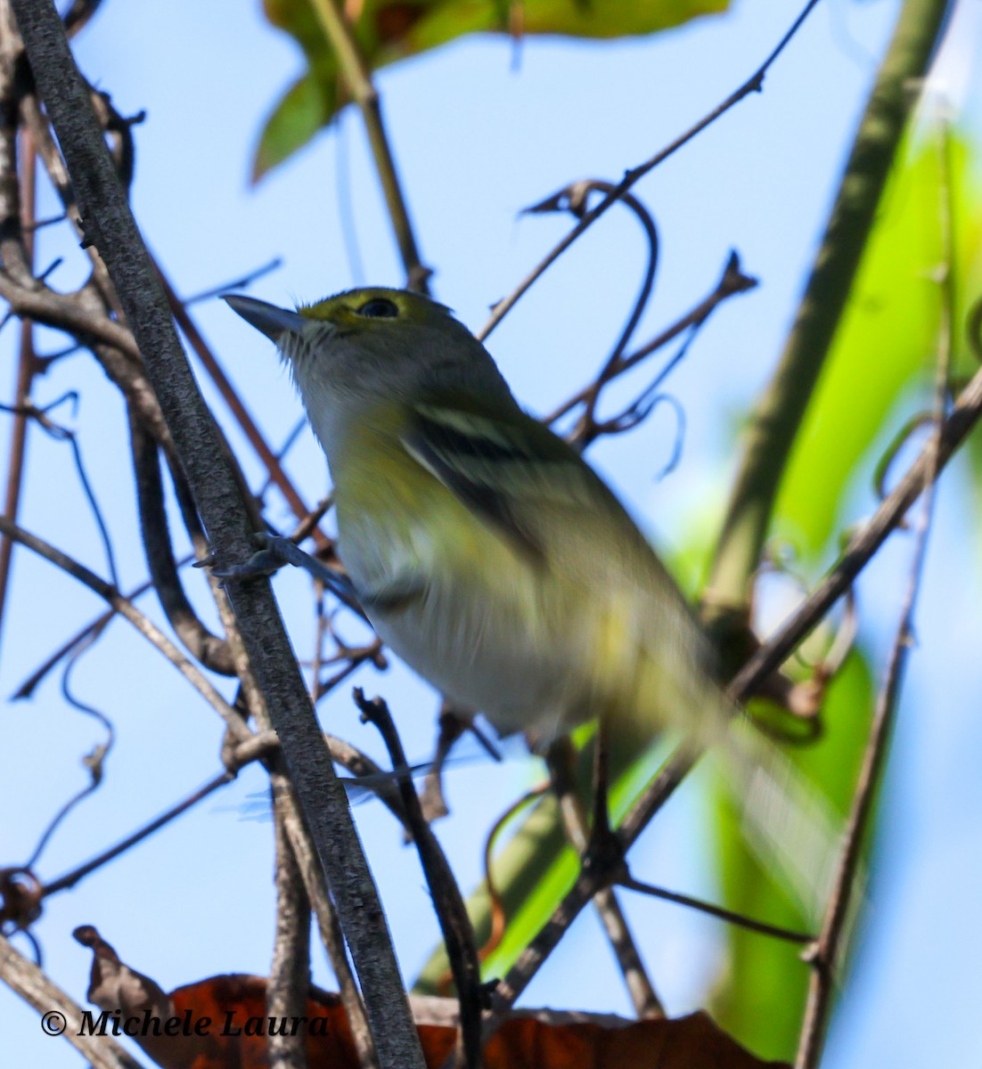 White-eyed Vireo - ML645804719