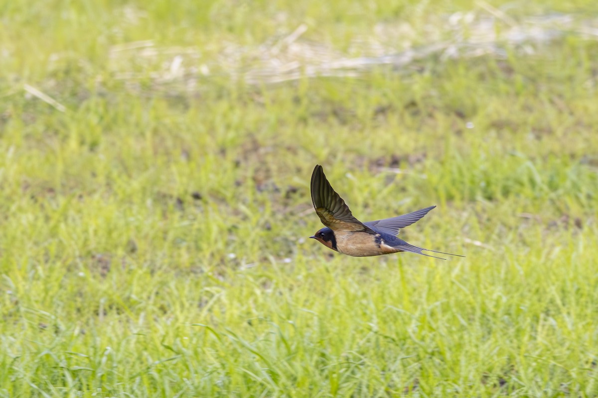 vlaštovka obecná - ML645804723