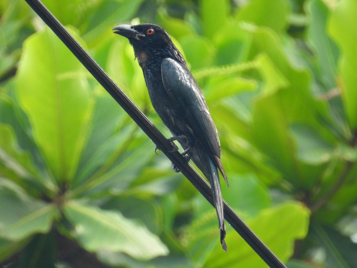 Spangled Drongo - ML645804740