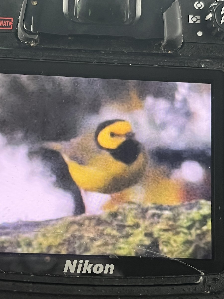 Hooded Warbler - ML645804742
