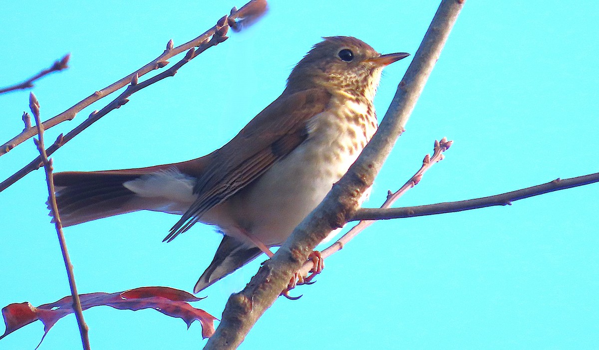 Einsiedler-Musendrossel - ML645804749