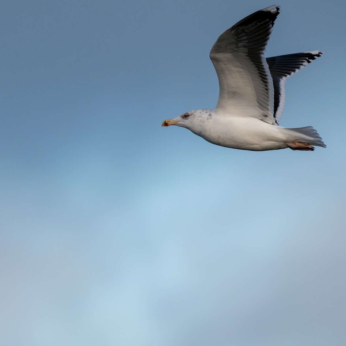 Great Black-backed Gull - ML645804754