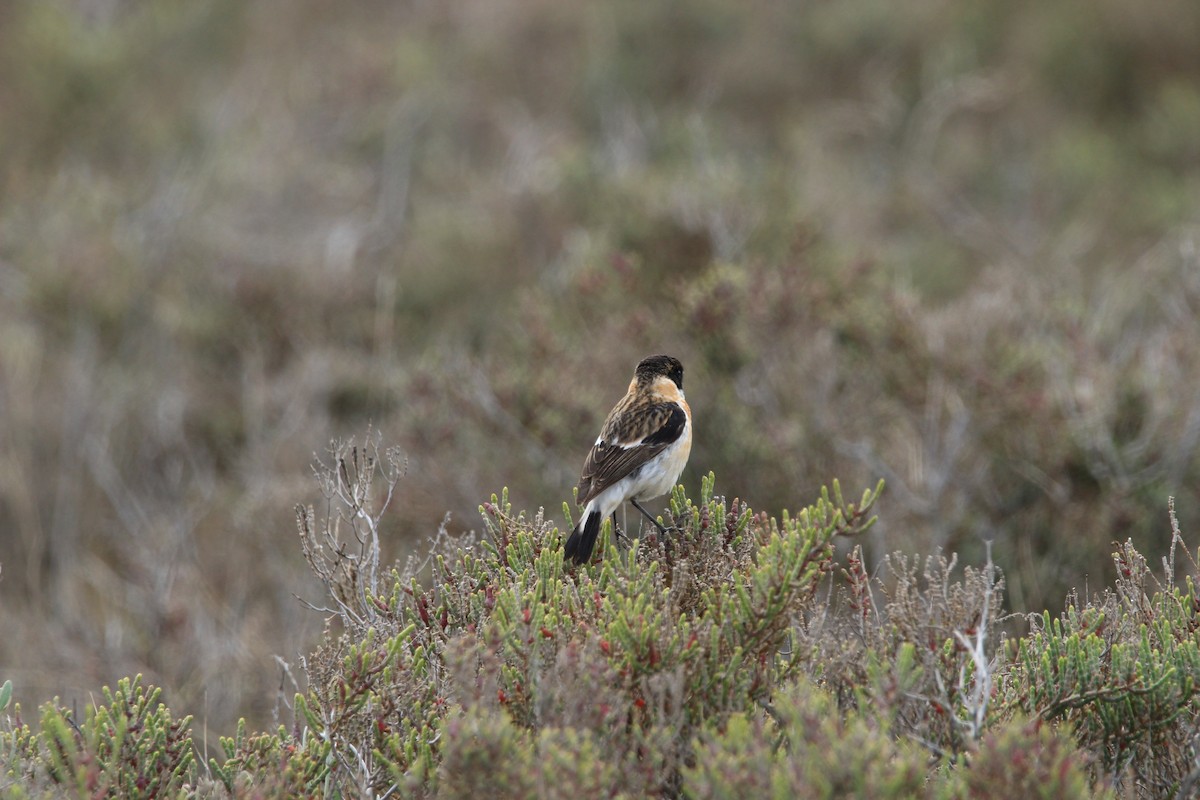 Siberian Stonechat (Caspian) - ML645804758