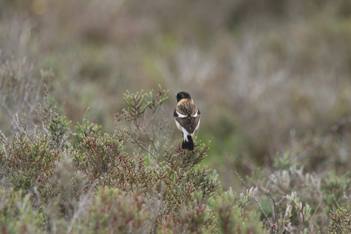 Siberian Stonechat (Caspian) - ML645804759