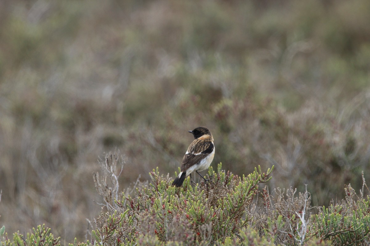 Siberian Stonechat (Caspian) - ML645804760