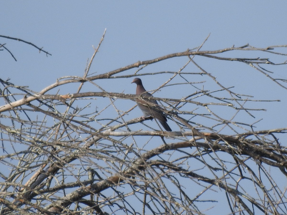 Red-billed Pigeon - ML645804762