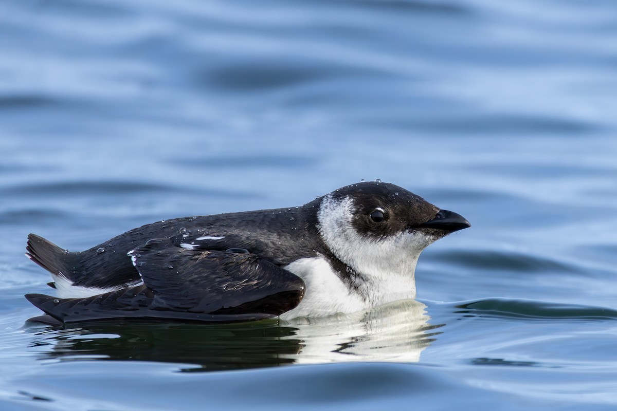 alkoun malý - ML645804764