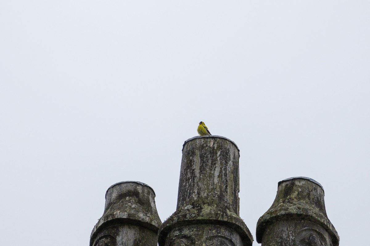 čížek žlutý - ML645804778