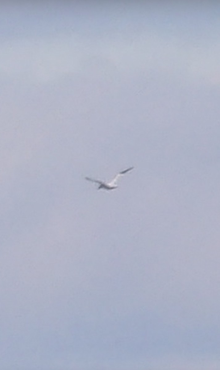 Northern Gannet - ML645804784