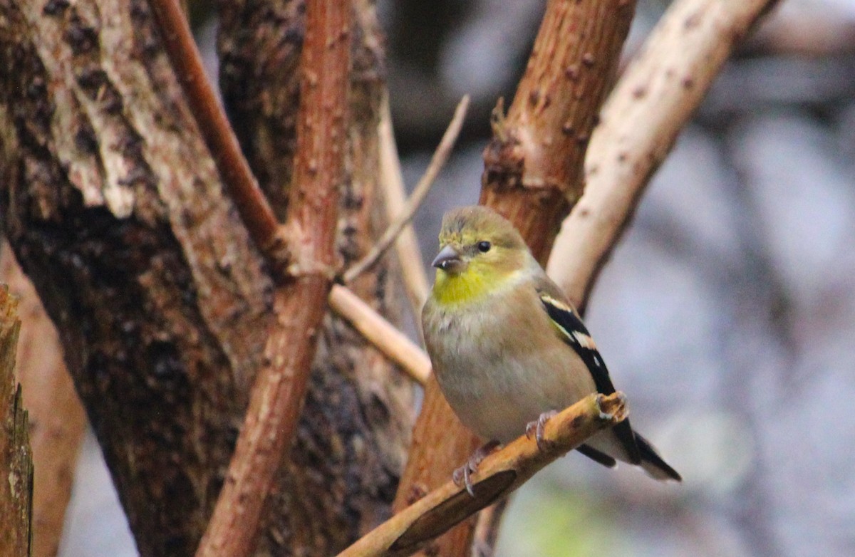 čížek žlutý - ML645804785