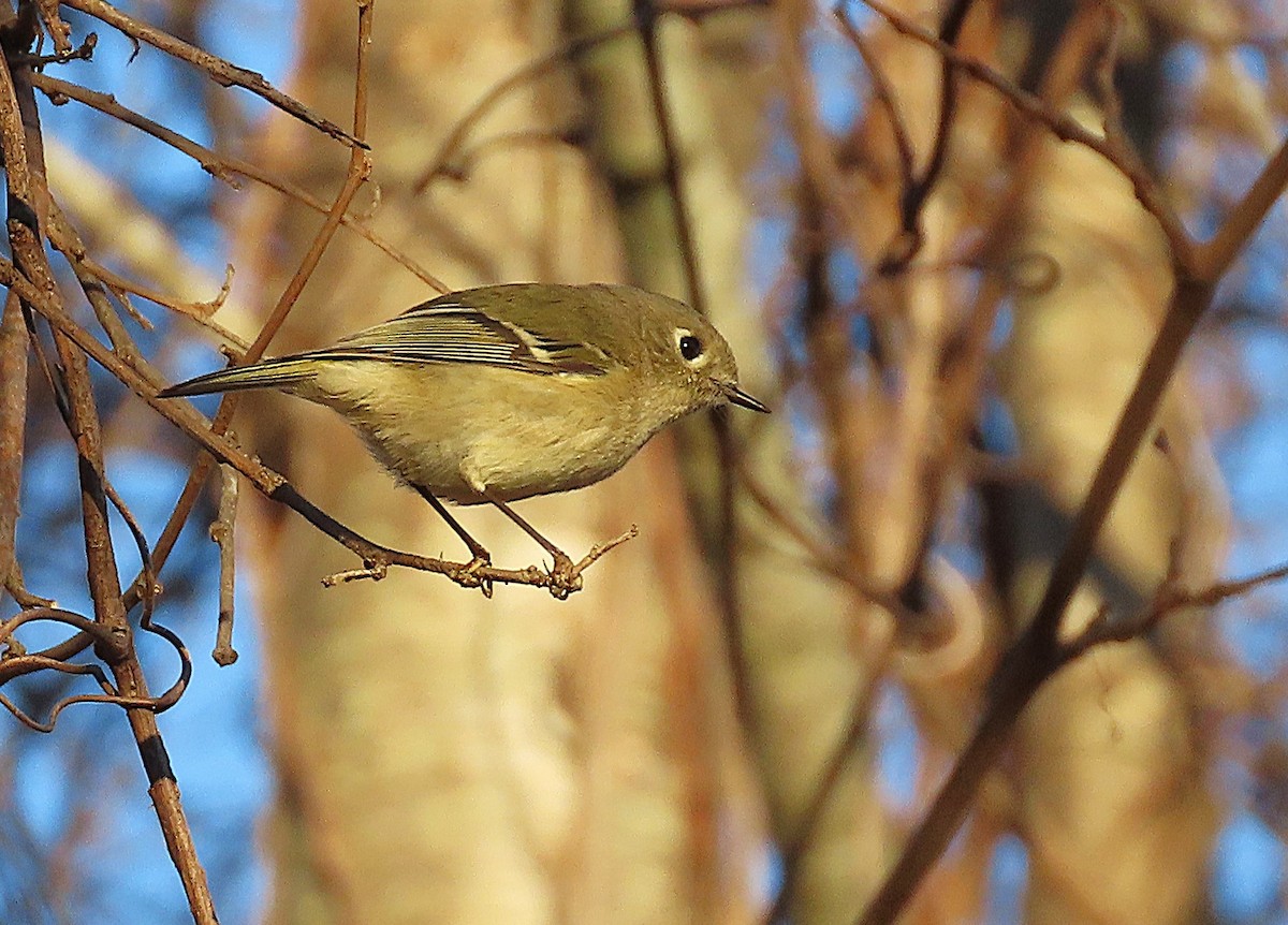 Rubingoldhähnchen - ML645804789