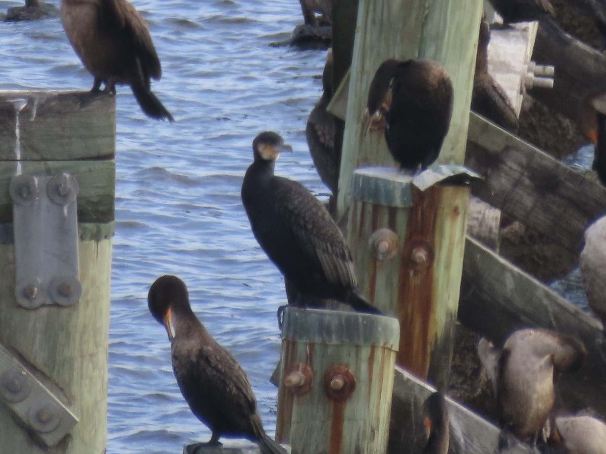 kormorán velký - ML645804790