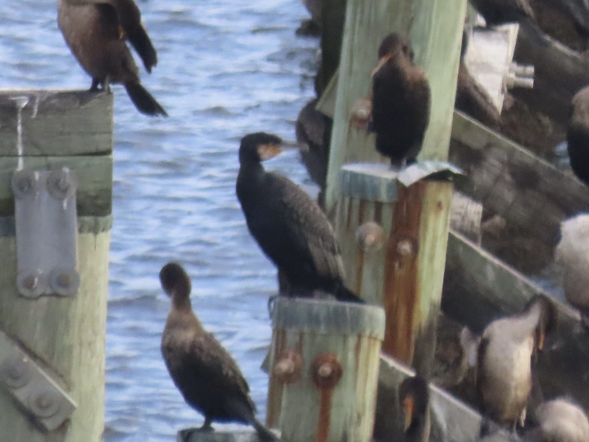 kormorán velký - ML645804791