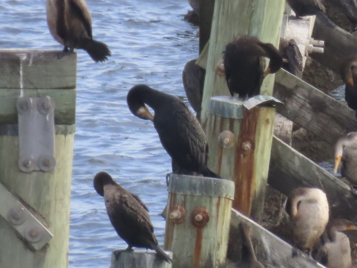 kormorán velký - ML645804792