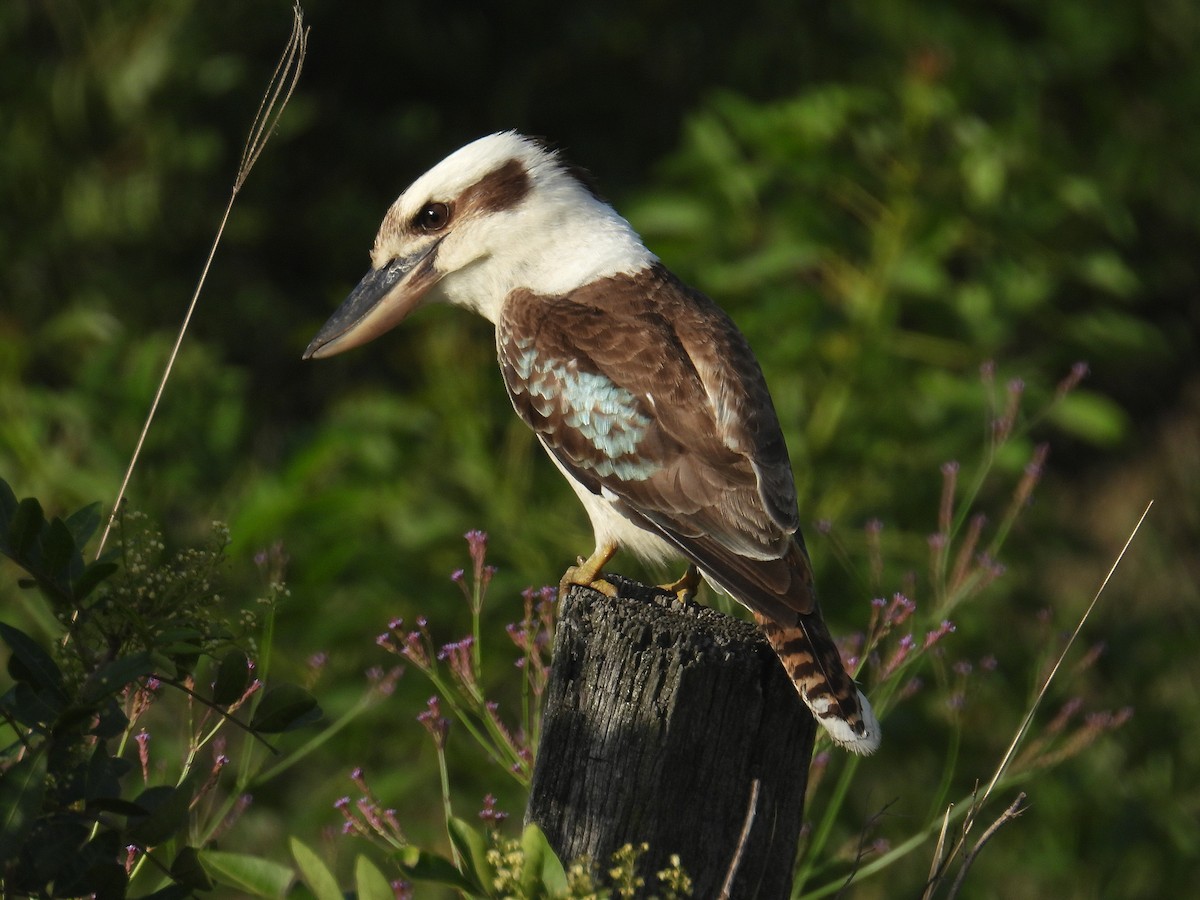 Laughing Kookaburra - ML645804794