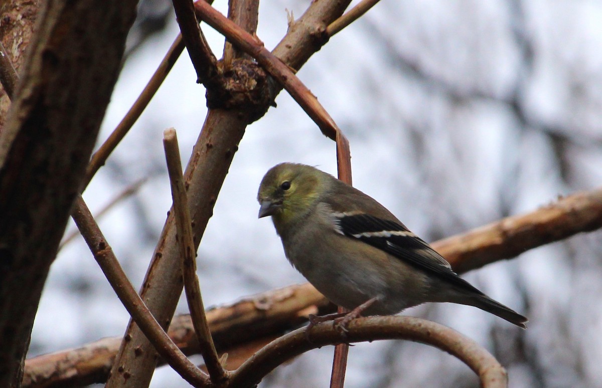 čížek žlutý - ML645804807