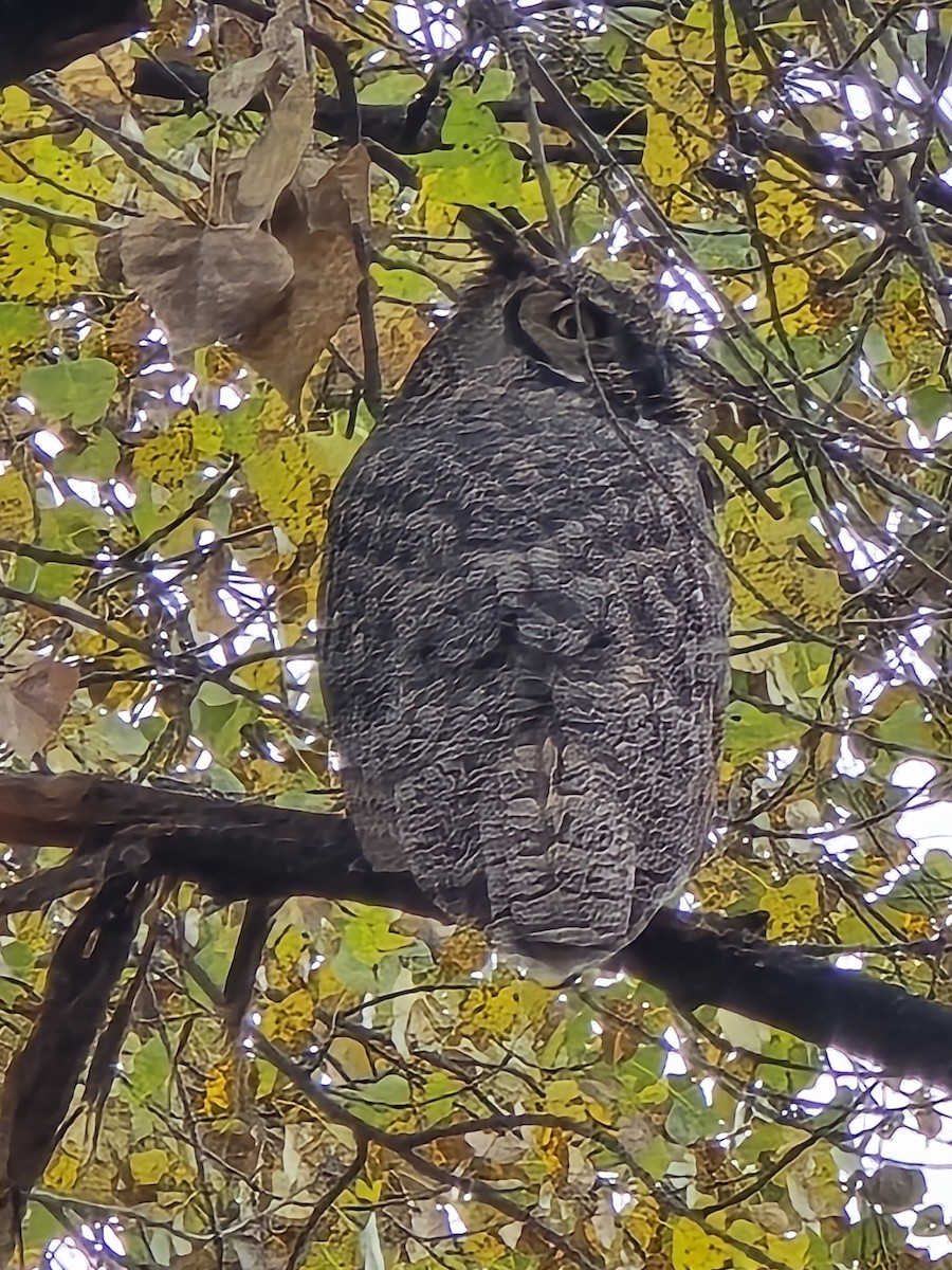 Great Horned Owl - ML645804837