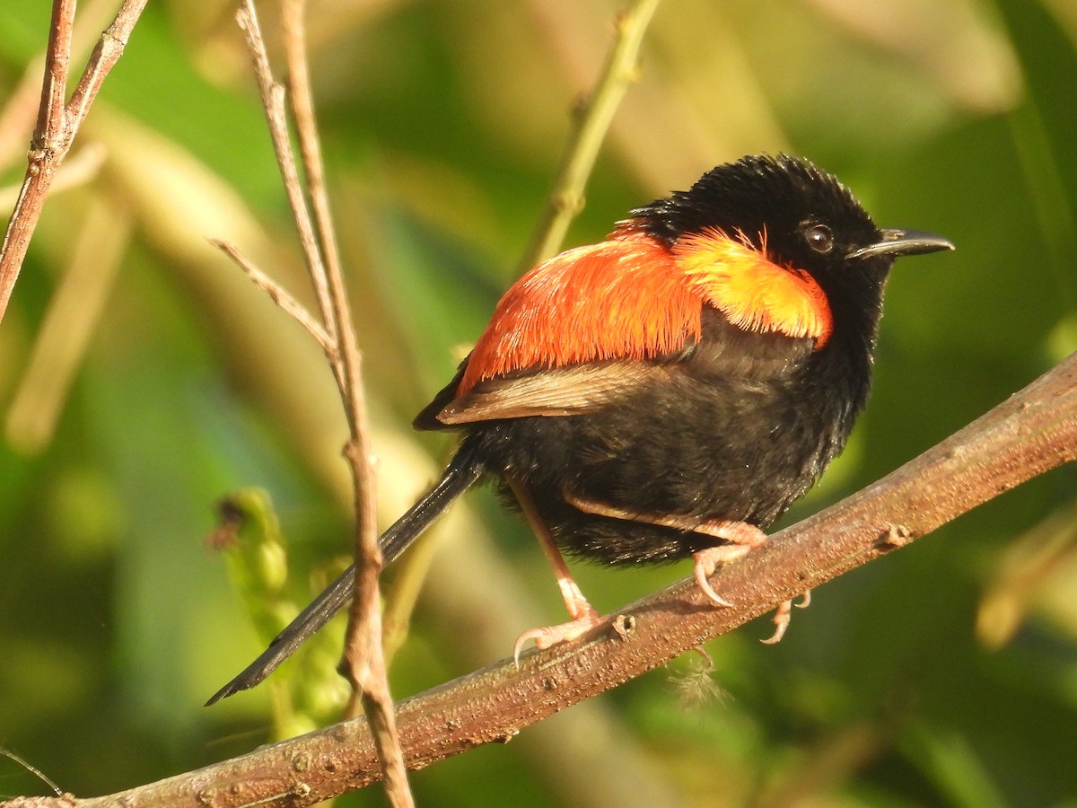 Red-backed Fairywren - ML645804844