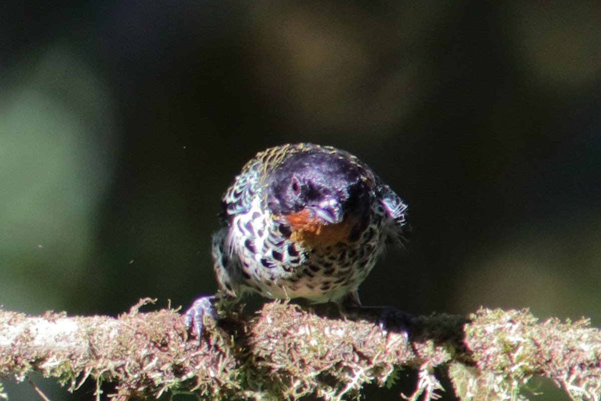 Rufous-throated Tanager - ML645804848