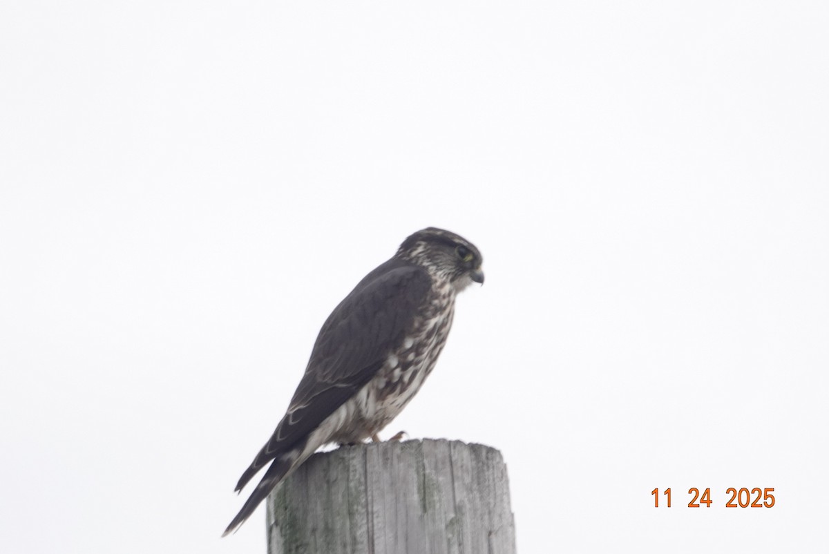 Merlin - ML645804851