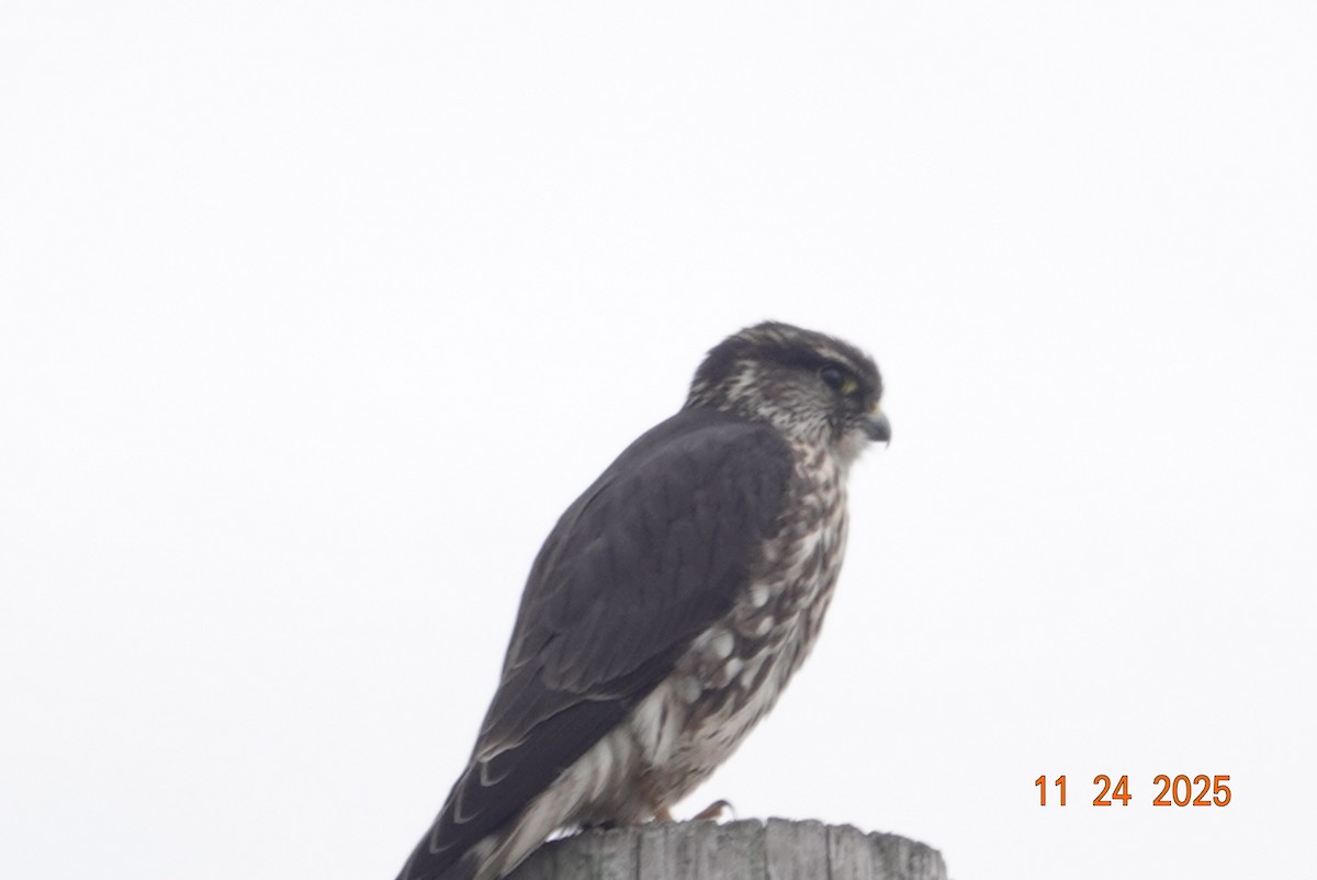 Merlin - ML645804852