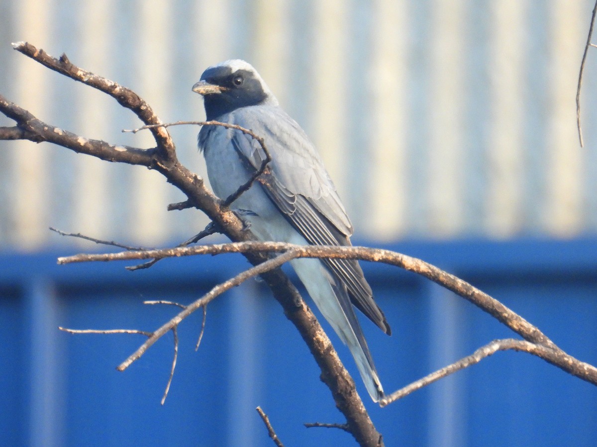 Black-faced Cuckooshrike - ML645804855