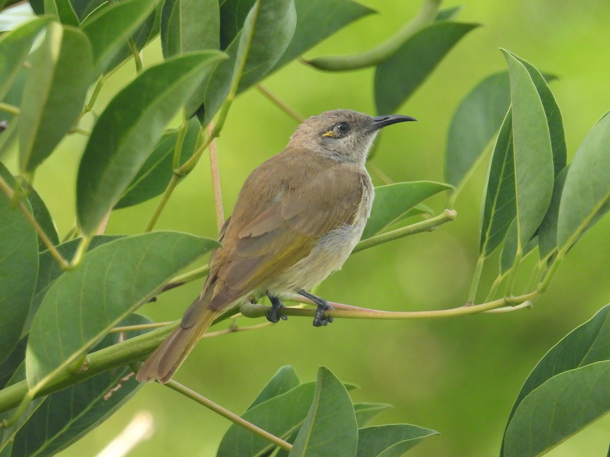 Brown Honeyeater - ML645804858