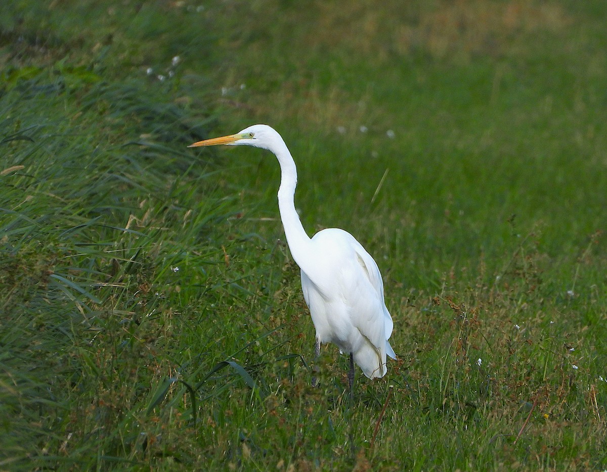 Garceta Grande - ML645804862