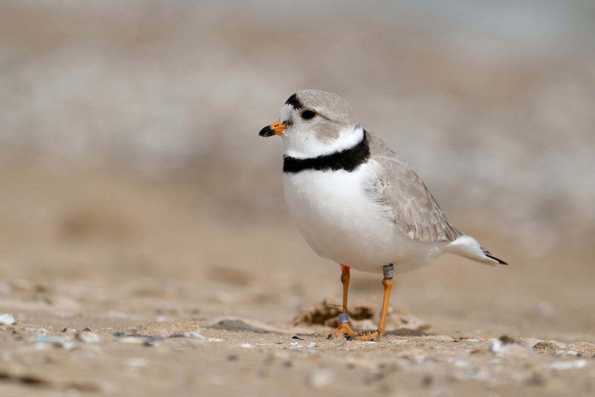Piping Plover - ML645804864