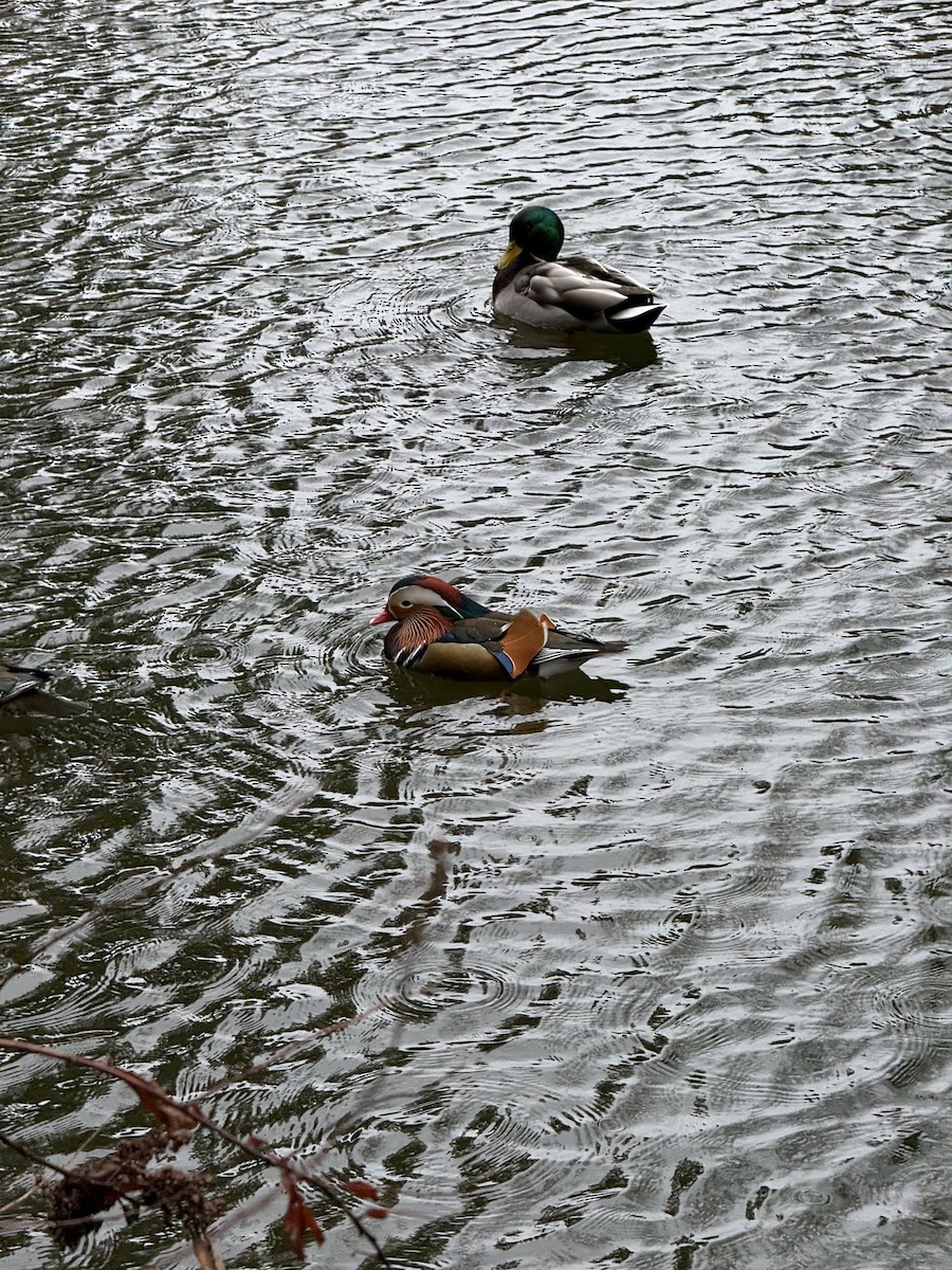 Mandarinente - ML645804867