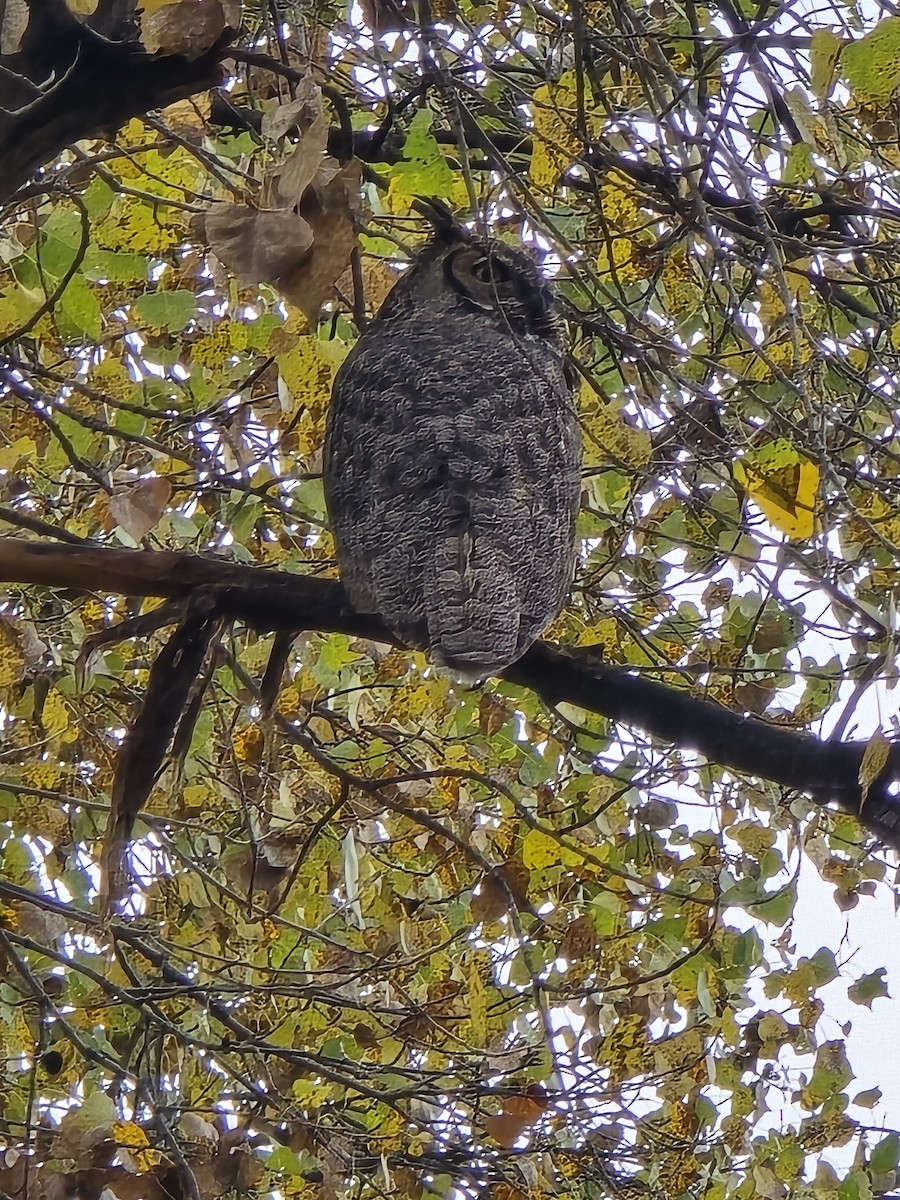 Great Horned Owl - ML645804869