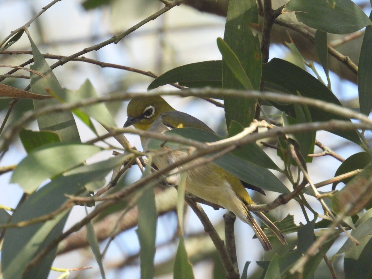 Silvereye - ML645804870