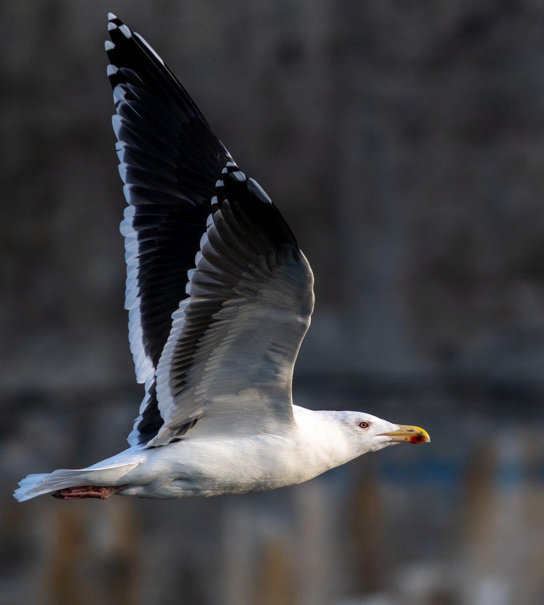 Great Black-backed Gull - ML645804871