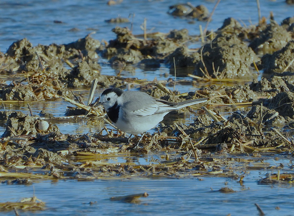 White Wagtail - ML645804872