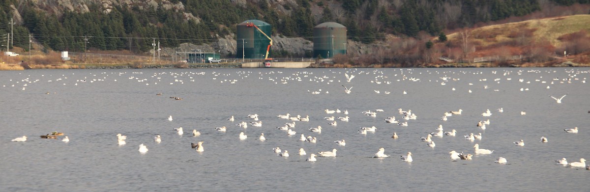 Larinae sp. - ML645804873