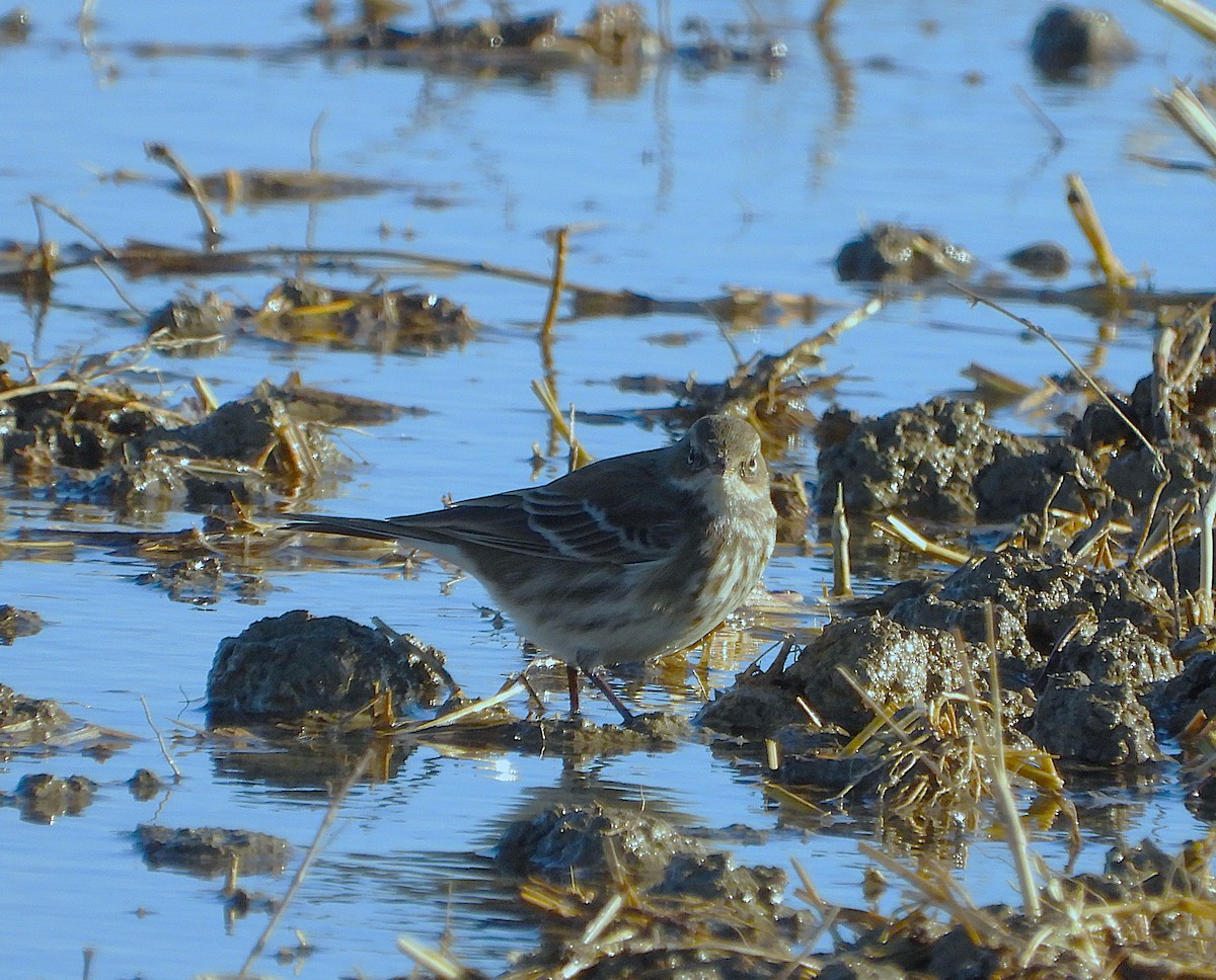 Water Pipit - ML645804874