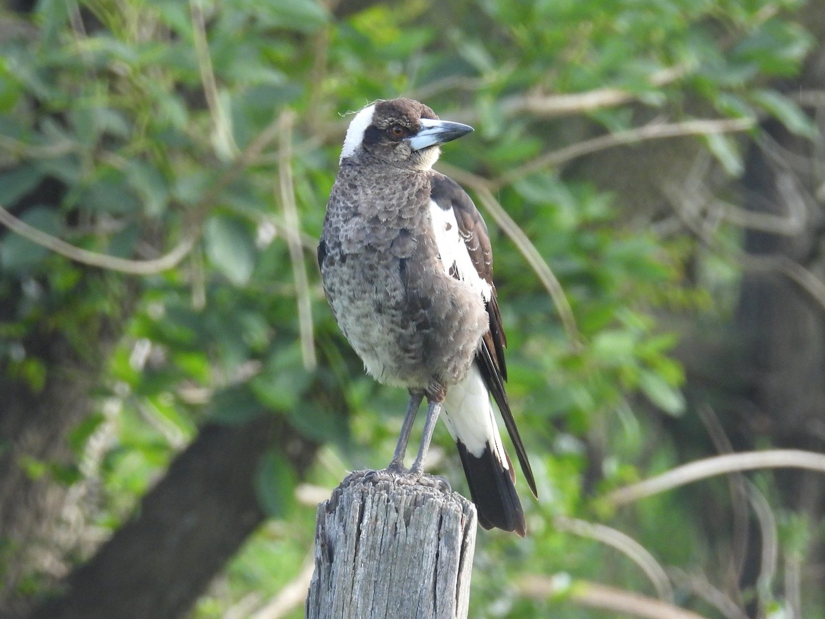 Australian Magpie (Black-backed) - ML645804875