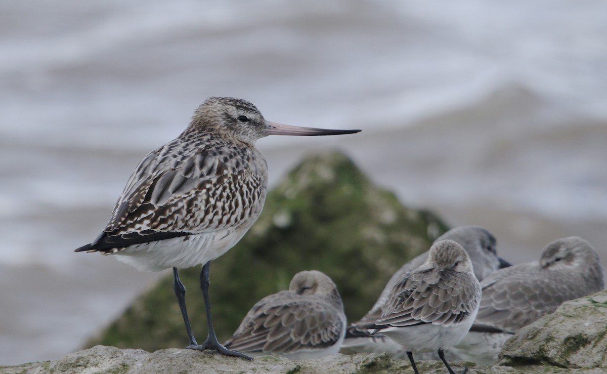 斑尾鷸(lapponica群) - ML645804877