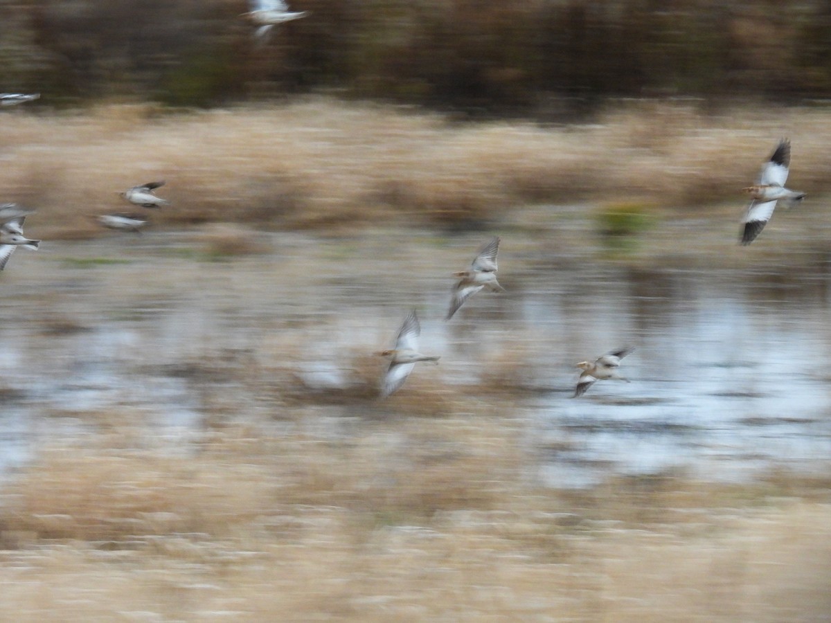 Snow Bunting - ML645804880