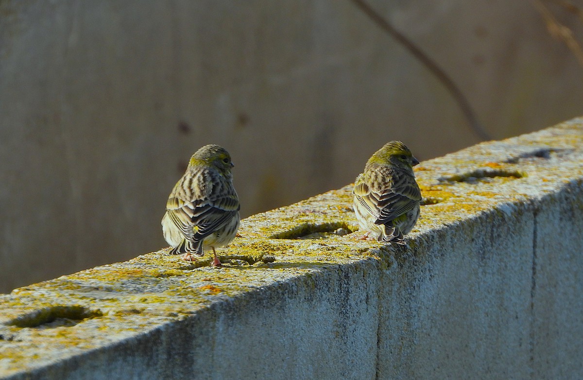 European Serin - ML645804881