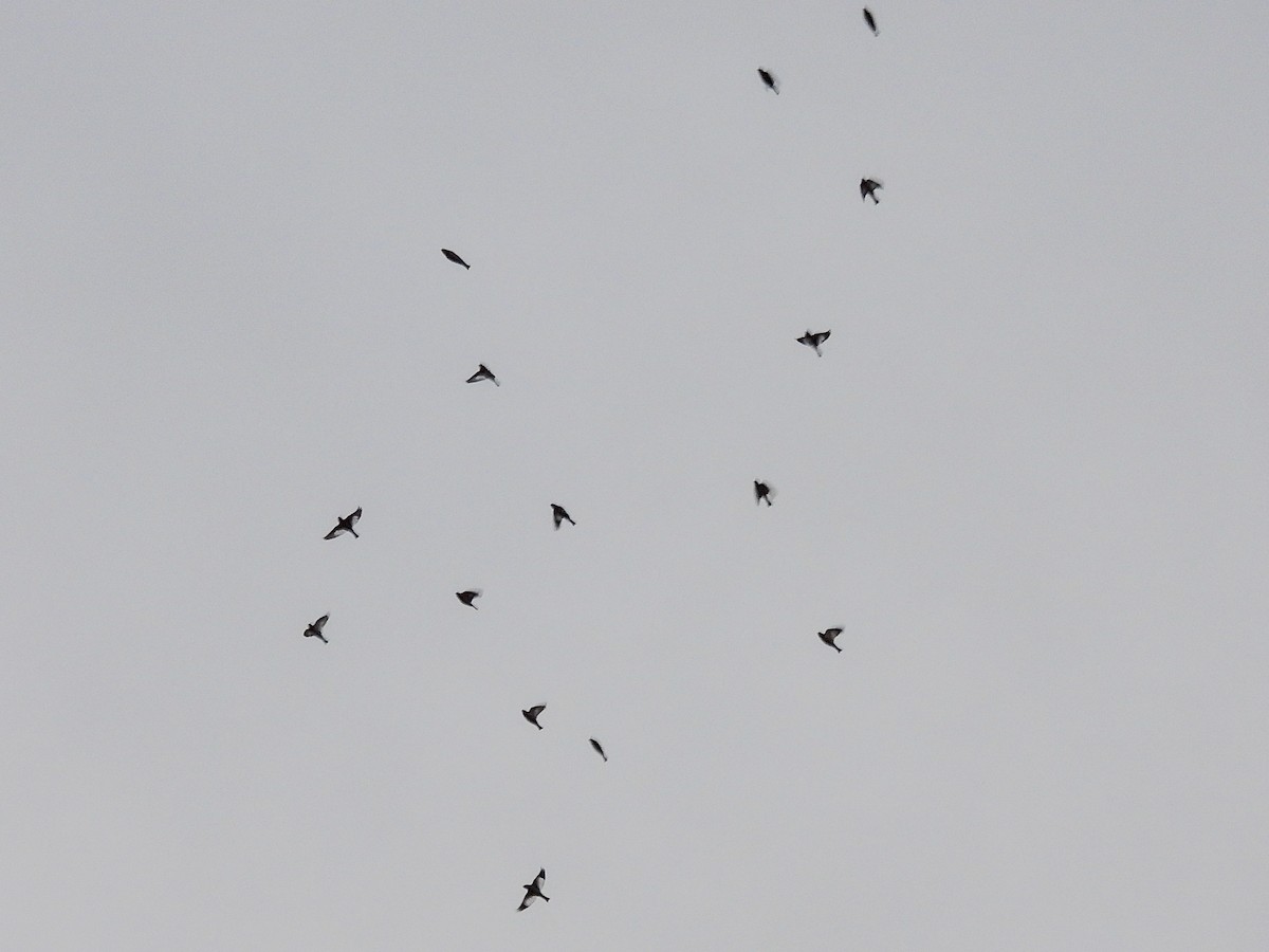 Snow Bunting - ML645804882