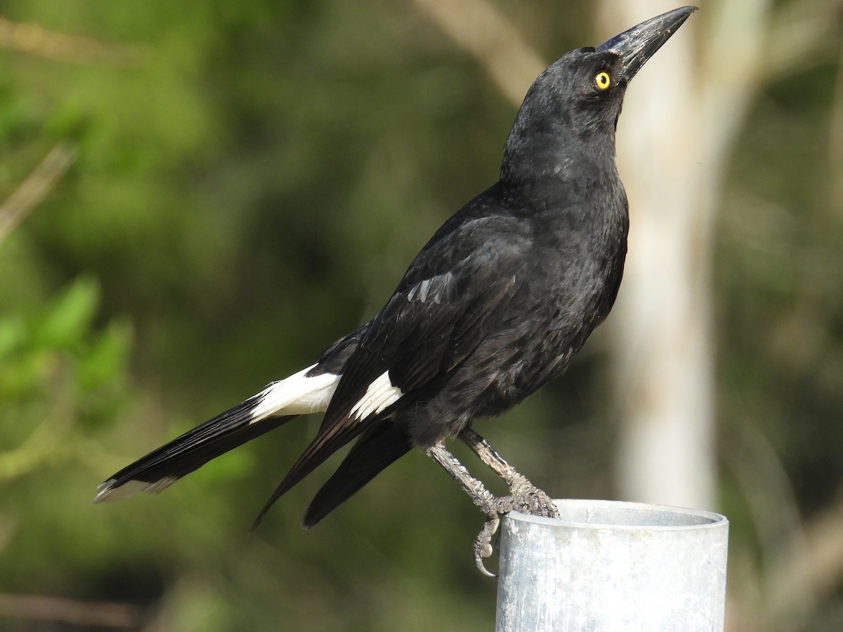 Pied Currawong - ML645804885