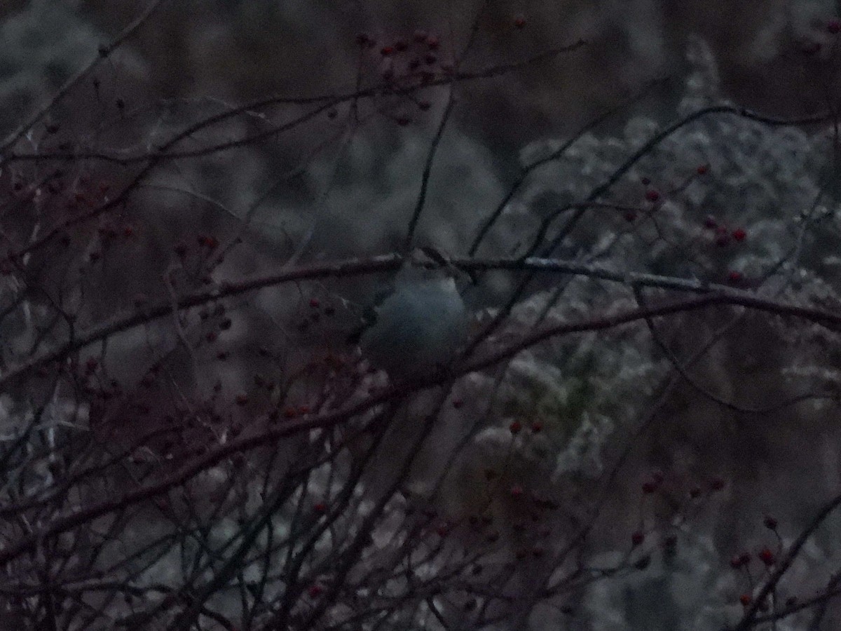 White-crowned Sparrow - ML645804886