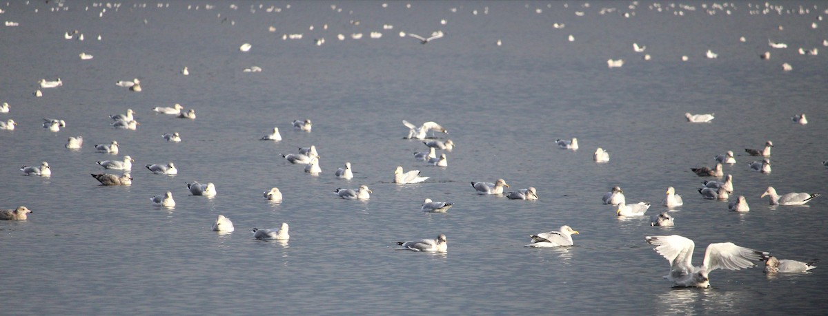 Larinae sp. - ML645804893