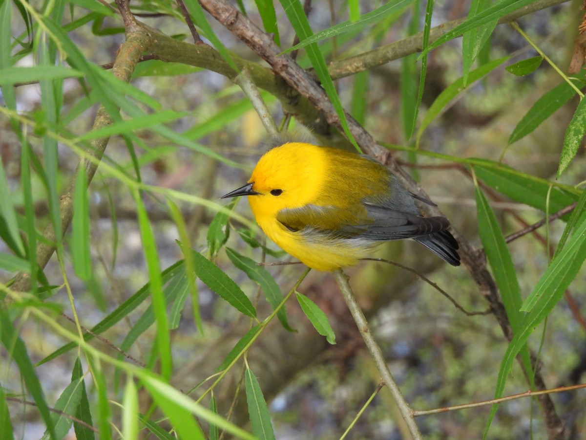Prothonotary Warbler - ML645804894