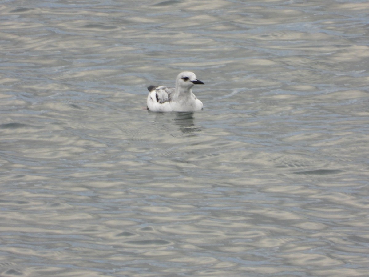 Black Guillemot - ML645804895