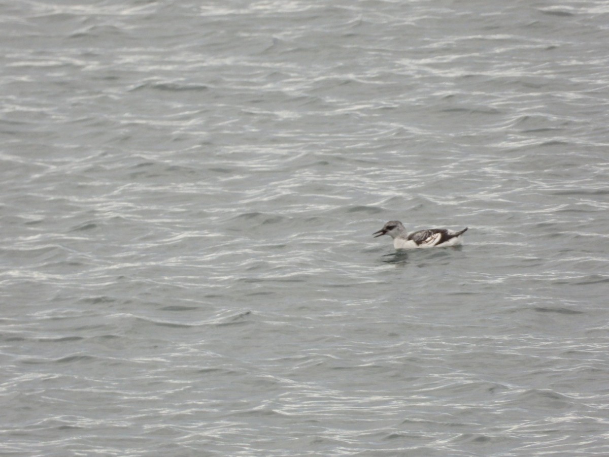 Black Guillemot - ML645804896