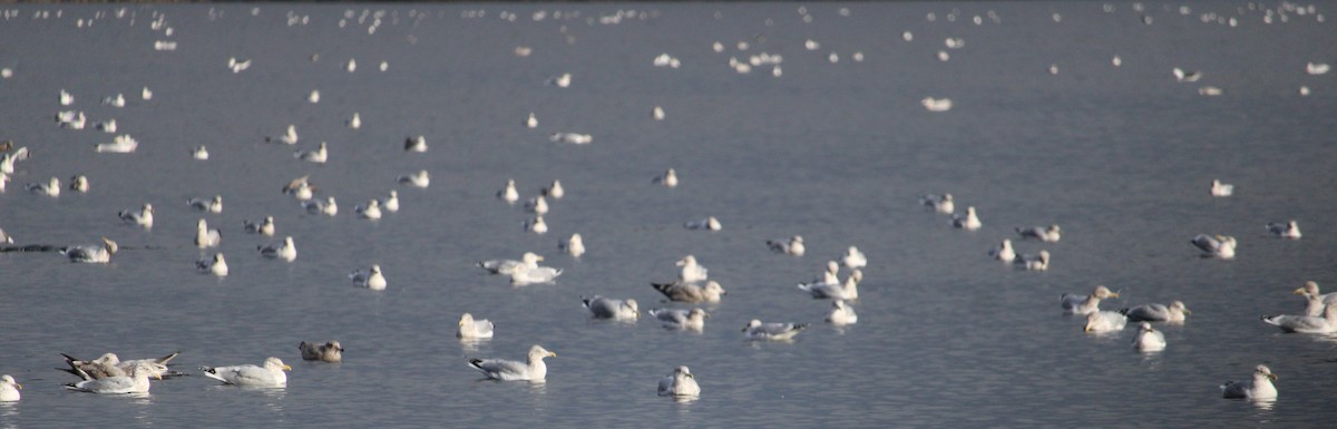 Larinae sp. - ML645804898