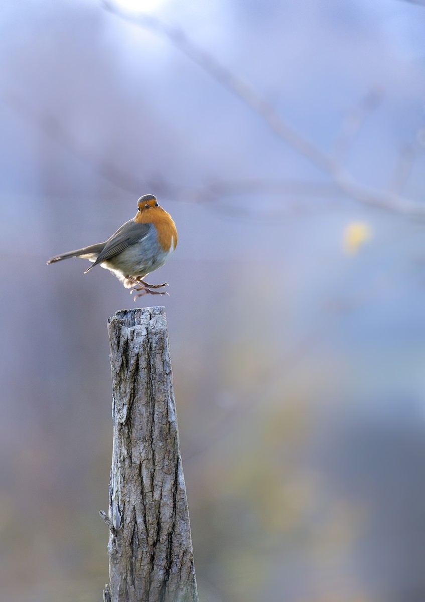 European Robin - ML645804900