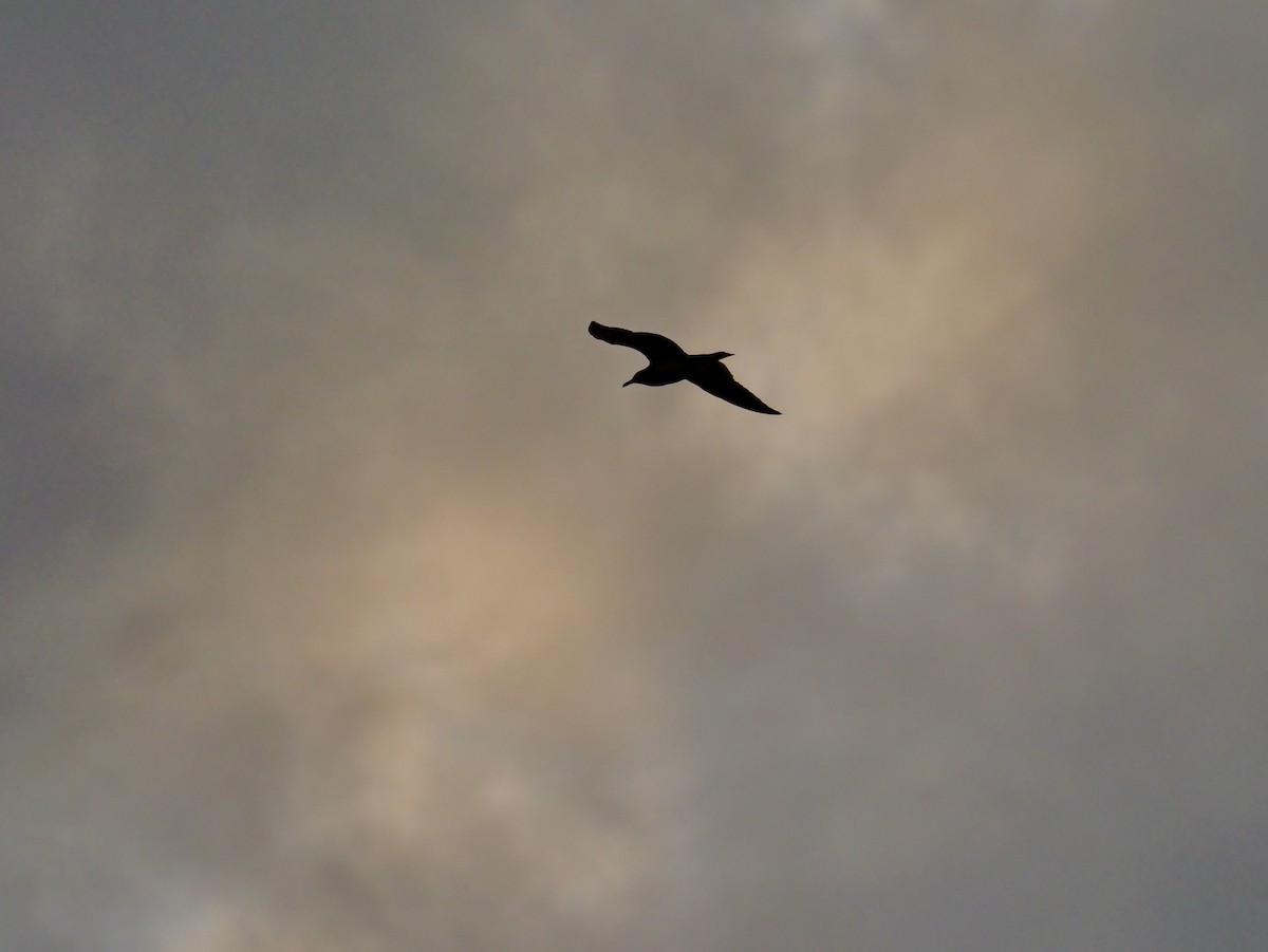 שחף עקוד-מקור - ML645804920